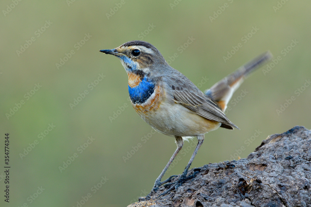 Exotic of pale brown with velvet blue feathers on chest proudly perching on wooden log over fine green background, male of bluethroat (Luscinia svecica) Exotic of pale brown with velvet blue feathers on chest proudly perching on wooden log over fine green background, male of bluethroat (Luscinia svecica)
