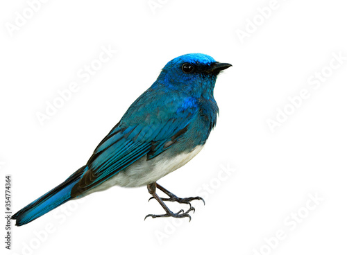 fascinated animal, Male of Zappey's flycatcher (Cyanoptila cumatilis) exotic blue bird with white belly perching isolated on white background details from head body wings tail legs to toes