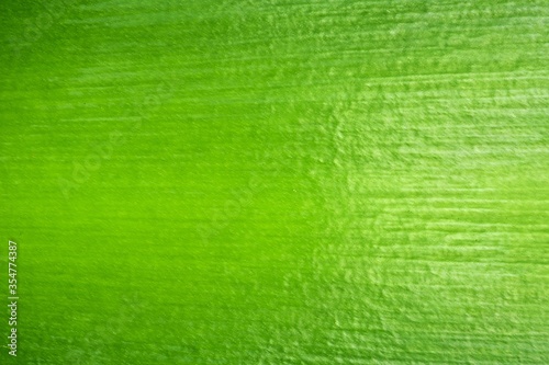 Fresh green leaf background. Green textured background.