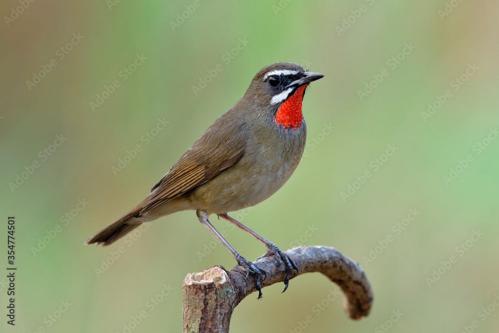 Fototapeta premium Fascinated pale brown bird with bright red feathers on ites neck perching on wooden stick calling for its mate, Siberian rubythroat (Calliope calliope)