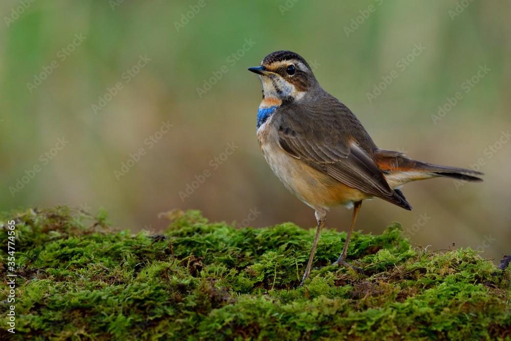 Obraz premium Fat brown bird with blue and orange feathers on its chest happily perching on moss grass ground in nature, exotic male of Bluethroat (Luscinia svecica)