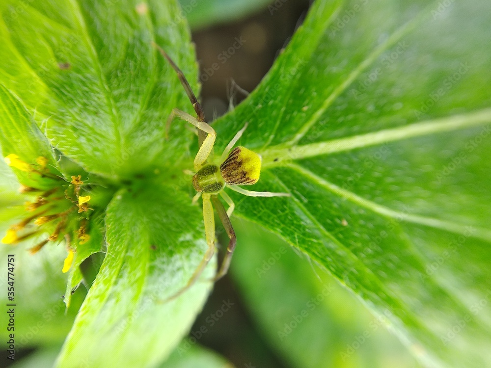 Poisonous spider inside green leaf. Arachnophobia concept, fear of spider. Spider bite or fingering. Spider on spider web. Jumping Spider. Poisonous spider inside green leaf. Arachnophobia concept, fear of spider. Spider bite or fingering. Spider on spider web. Jumping Spider.