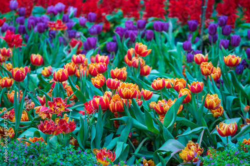 Beautiful colorful red and yellow tulips background. Field of spring flowers. Flower bed tulips in Danang, Vietnam © OlegD