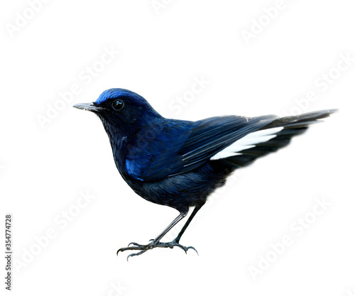 Funny dark blue bird with tail spread showing detailsl from head to wings body legs and feet isolated on background, White-tailed Robin (Cinclidium leucurum)