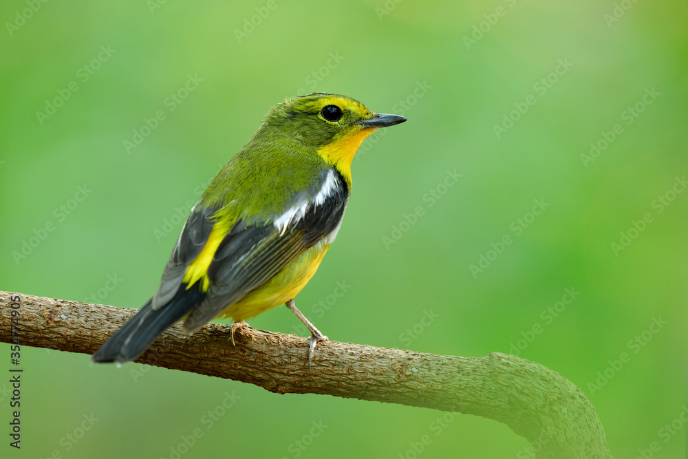 Obraz premium Green-backed Flycatcher (Ficedula elisae) beautiful colorful with yellow on belly and rump to green back and wings bird perching on tree branch over fine green background