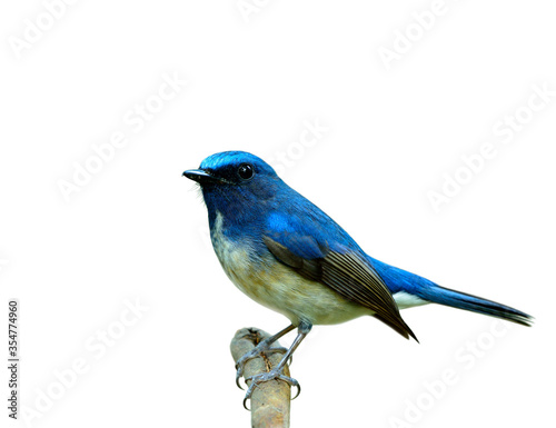 Hainan blue flycatcher (Cyornis hainanus) beautiful bird perching on wood branch details of feathers from head to tail isolated on white background, exotic nature © prin79