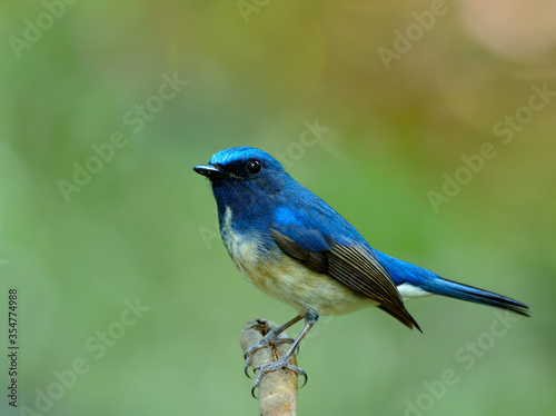 Hainan blue flycatcher (Cyornis hainanus) beautiful bird perching on wood branch expose over blur green and fire bacground, fascinated animal