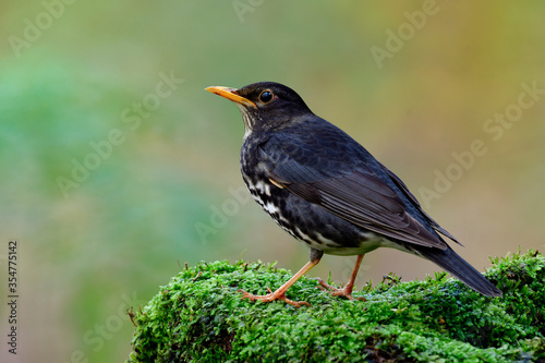 Japanese thrush (Turdus cardis) Lovely grey to black bird with white belly and yellow beaks posting on green mossy grass over fine background in nature, fascinated wild animal