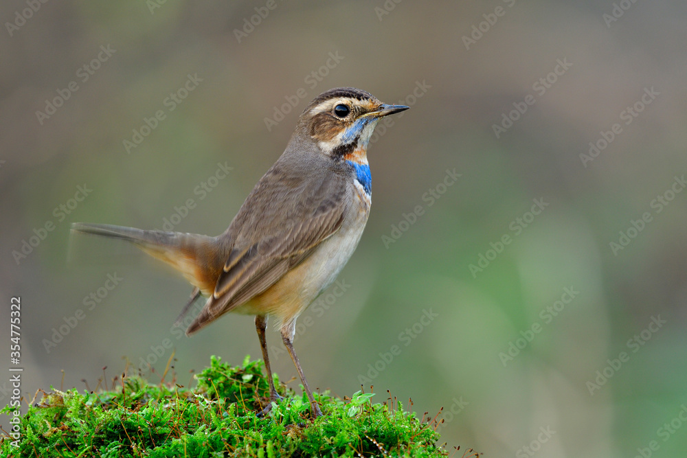Fototapeta premium Lovely brown bird with bright blue feathers on its chest perching on mossy grass over fine soft background with tail moving, bluethroat (Luscinia svecica)