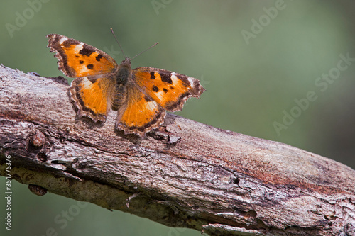 California Tortoiseshell butterfly on a tree branch