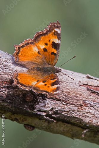California Tortoiseshell butterfly on tree branch