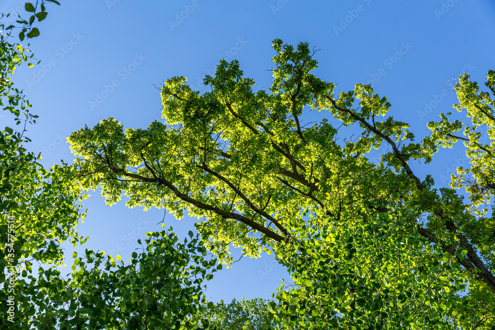 Fototapeta premium green leaves and blue sky