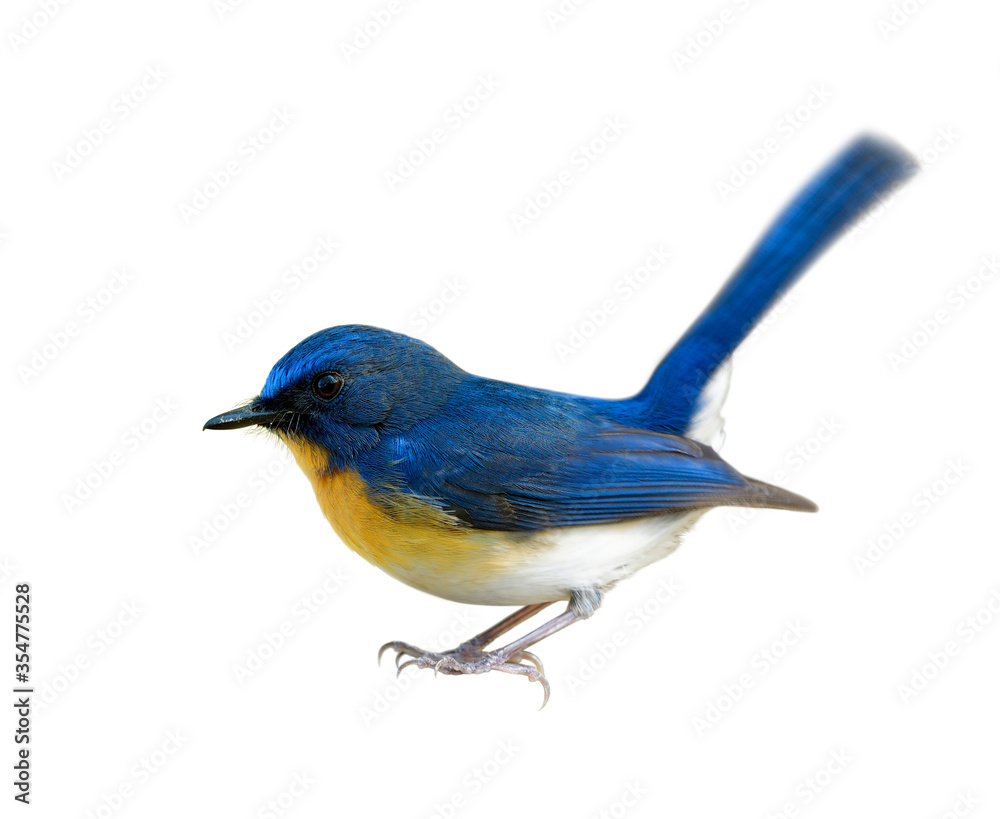 Male of Tickell's blue flycatcher (Cyornis tickelliae) beautiful bird with orange chest and white belly with long tail wagging solated on white background details from head to toes Male of Tickell's blue flycatcher (Cyornis tickelliae) beautiful bird with orange chest and white belly with long tail wagging solated on white background details from head to toes