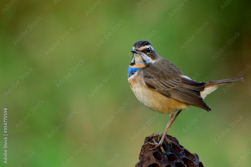 Fototapeta premium Male of Bluethroat (Luscinia svecica) beautiful chubby brown bird with blue and orange feathers on his chest standing on top of lotus fruit over fine green background, exotic nature