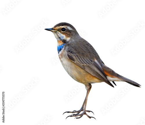 Male of Bluethroat (Luscinia svecica) beautiful brown bird with blue and orange feathers on his chest high standing details from head to tail and toes isolated on white background, exotic nature