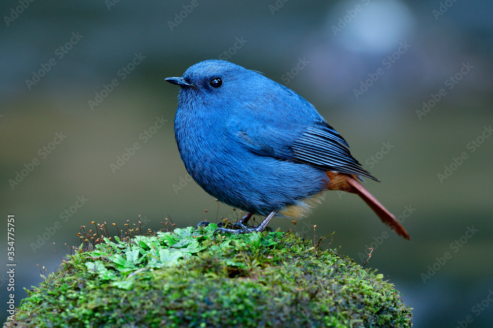 Male of Plumbeous Water Redstart (Phoenicurus fuliginosus) giant fat blue and grey bird with red tail perching mossy rock in stream over water currency in nature