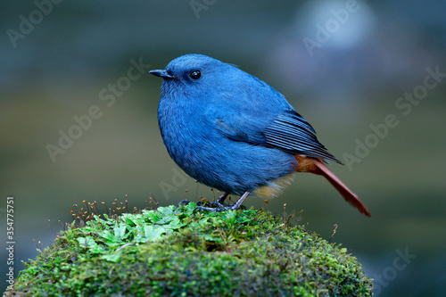 Male of Plumbeous Water Redstart (Phoenicurus fuliginosus) giant fat blue and grey bird with red tail perching mossy rock in stream over water currency in nature © prin79