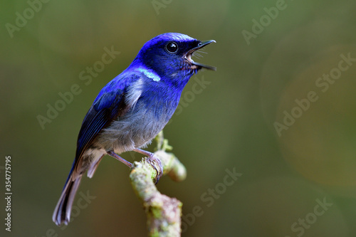 Male of Small niltava (Niltava macgrigoriae) lovely dark blue to grey feather bird with beautiful song while singing in calm forest, exotic animal © prin79