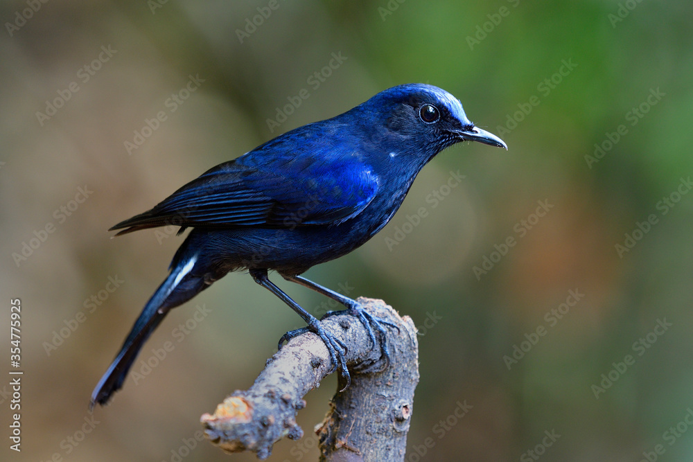 Naklejka premium Male of White-tailed robin (Myiomela leucura) dark blue bird with white marking ot its tail perching on wooden stick in nature