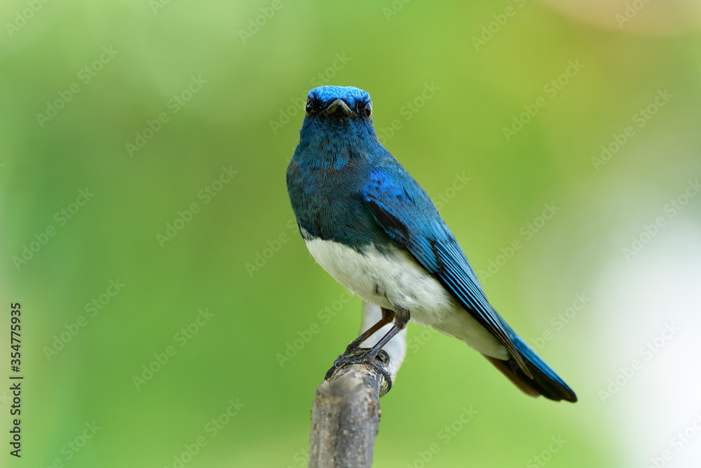 Male of Zappey's flycatcher (Cyanoptila cumatilis) fascinated bright blue bird with white belly perching on wooden branch strait looking forward, fascinated wild animal Male of Zappey's flycatcher (Cyanoptila cumatilis) fascinated bright blue bird with white belly perching on wooden branch strait looking forward, fascinated wild animal