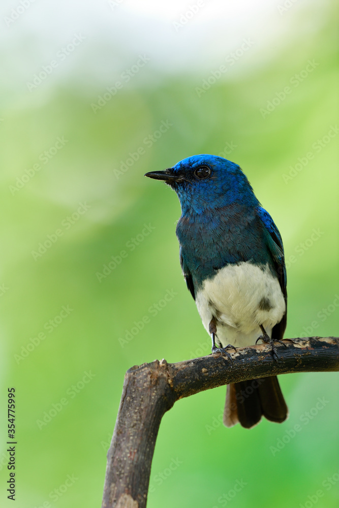 Migratory blue and white bird sitting on wooden stick while passing through Thailand Leam Pak Bia Environmental Lerning Project, Zappey's Flycatcher