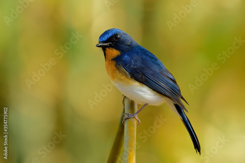 Male of Tickell's blue flycatcher (Cyornis tickelliae) exotic bird with orange breast white belly and long tail with sharp eyes perching on bamboo stick over blur bright background