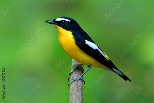 Male of Yellow-rumped flycatcher, beautiful yellow bird with black and white marking on its wings perching tree stick over fine blur green background in nature