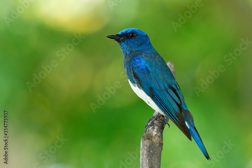 Male of Zappey's flycatcher (Cyanoptila cumatilis) exotic bright blue bird with white belly perching on wooden branch over sun ray reflection on background, fascinated wild animal