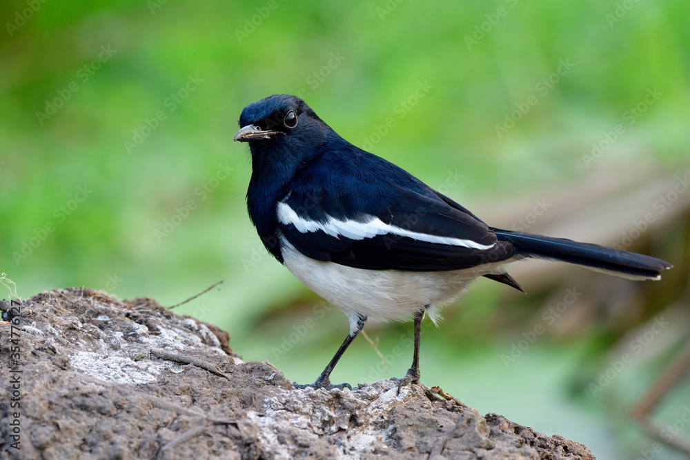 Oriental Magpie-robin (Copsychus saularis) lovely black and white bird standing on dirt pole over fine green background, exotic creature Oriental Magpie-robin (Copsychus saularis) lovely black and white bird standing on dirt pole over fine green background, exotic creature
