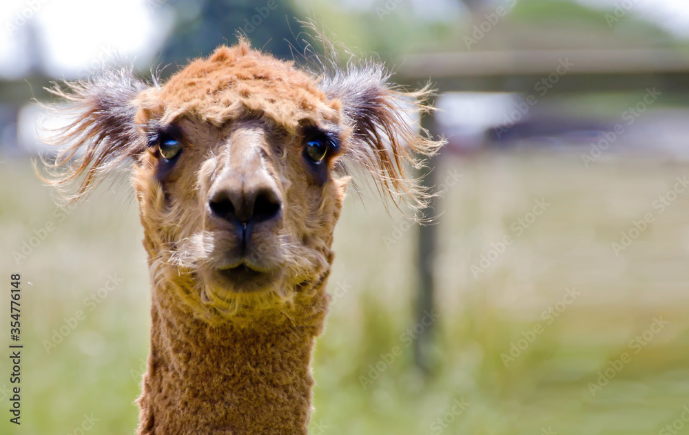 Fototapeta premium Brown Alpaca head shot front view close up on green background. Farming in Sonoma County California. Blurred Background