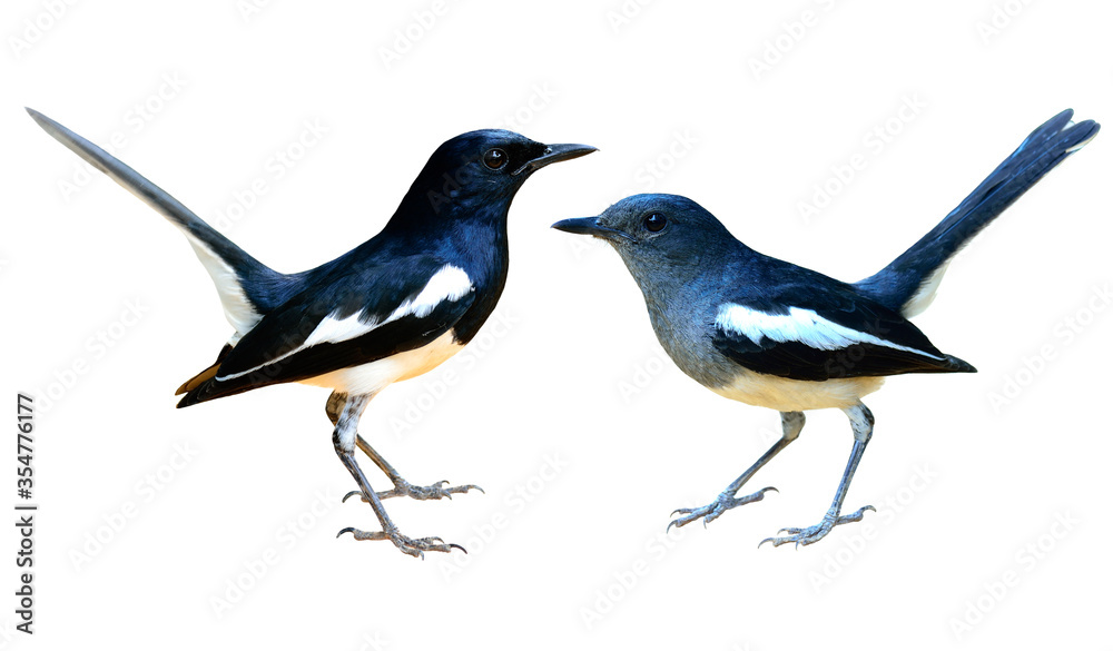 Obraz Pair male and female of Oriental Magpie Robin, beautiful common black and white birds isolated on white background