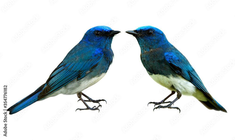 Pair of fascinated lovely blue and white birds isolated on white with details sharp feathers profile from head face wings belly tail legs and toes, Zappey's flycatcher (Cyanoptila cumatilis)