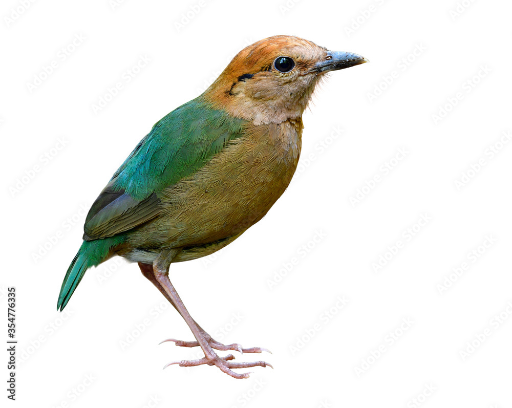 Pretty Pale green bird with brown head to belly isolated on white background show details of sharp feathers profile, Rusty-naped pitta
