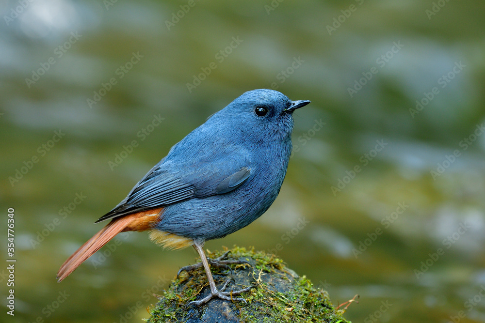 Plumbeous Water Redstart (Phoenicurus fuliginosus) lovely blue and grey bird with red tail standing on black rock with green mossy grass in waterfall stream Plumbeous Water Redstart (Phoenicurus fuliginosus) lovely blue and grey bird with red tail standing on black rock with green mossy grass in waterfall stream