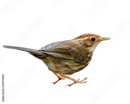 Puff-throated Babbler (Pellorneum ruficeps) lovely cute brown bird showing details from head face back wings tail feet to toe isolated on white background, exotic ceature photo