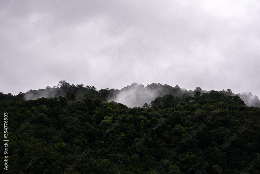Fog origin from forest, jungle under the sky have full fog mist and cloud in Doi Inthanon, Chiang Mai, Thailand.