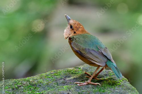 Rusty-naped pitta (Hydrornis oatesi) beautiful pale green to brown bird keep alerting for invading Blue Whistling thrush while perching on mossy rock in stream, exotic wild animal photo