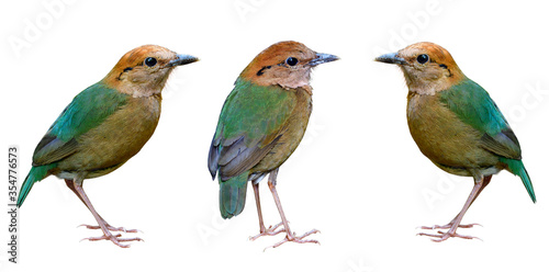 Rusty-naped pitta (Hydrornis oatesi) fascinated green back to tail and brown body to head birds isolated on white background in collection set, beautiful rare wild bird © prin79