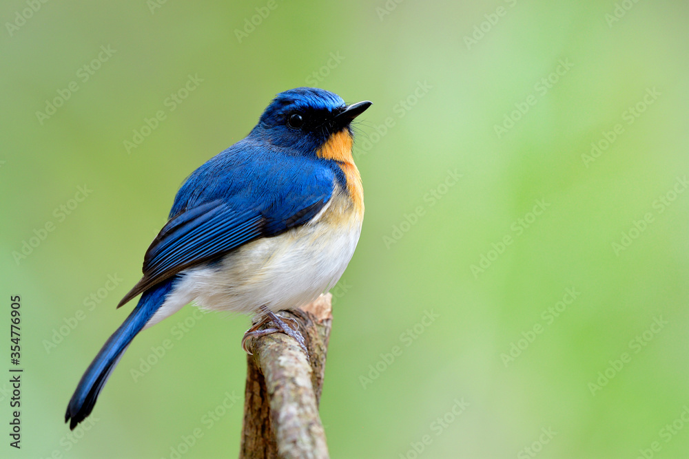 Tickell's blue flycatcher (Cyornis tickelliae) little chubby blue bird with orange breast  puffy feathers perching on wooden branch over bright green background in nature