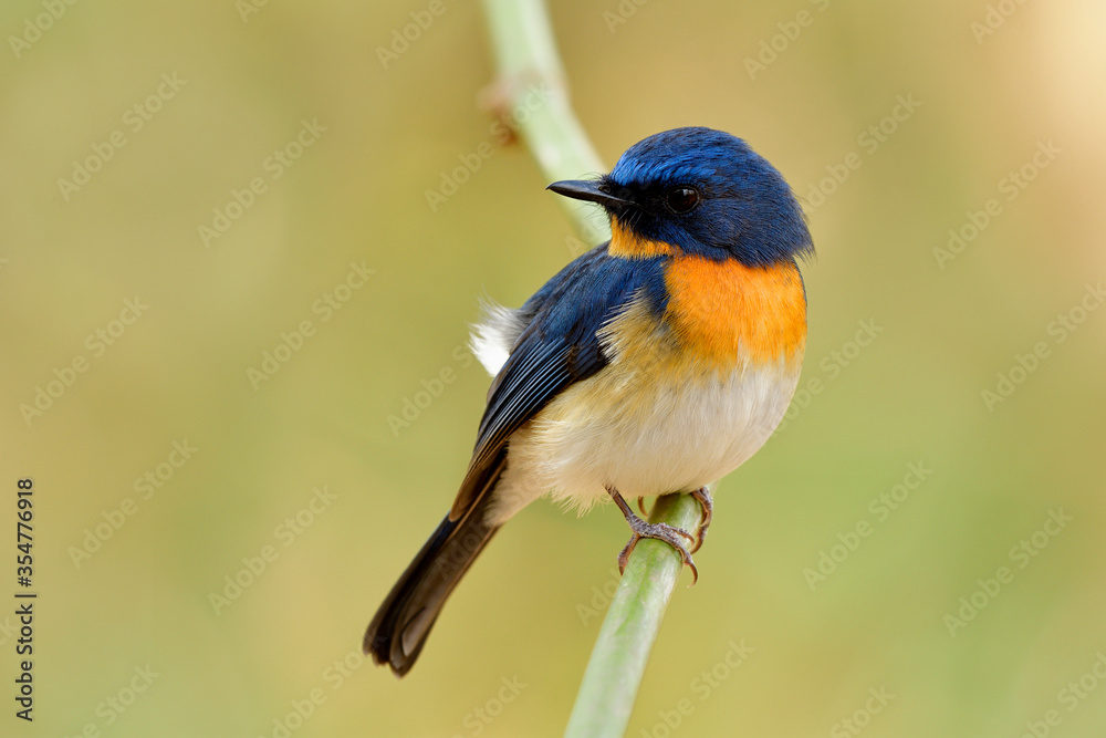 Tickell's blue flycatcher (Cyornis tickelliae) tiny fat blue bird with orange breast white belly and big eyes perching on bamboo stick over bright background in nature Tickell's blue flycatcher (Cyornis tickelliae) tiny fat blue bird with orange breast white belly and big eyes perching on bamboo stick over bright background in nature
