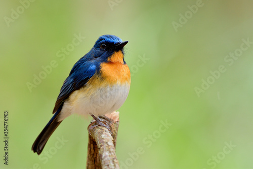 Tickell's blue flycatcher (Cyornis tickelliae) fat blue bird with orange breast white belly and  big eyes perching on wooden stick over blur green background in forest © prin79