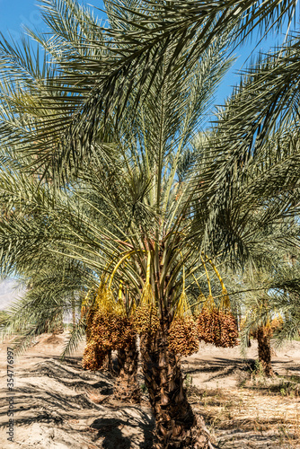 Date palm trees in Indio California