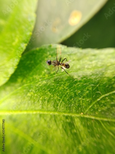 small wasp, also known as Rhynchium or potter wasps on green leaves

 photo