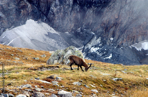 Wild goat at Nid d’Aigle in Mont Blanc, French Alps, France.