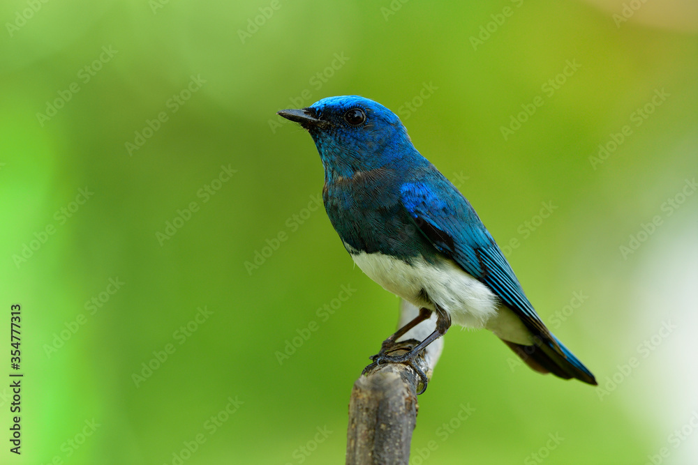 Wide shot of Zappey's flycatcher (Cyanoptila cumatilis) fascinated bright velvet blue bird with white belly perching on wooden branch showing chest feather profile, lovely wild creature