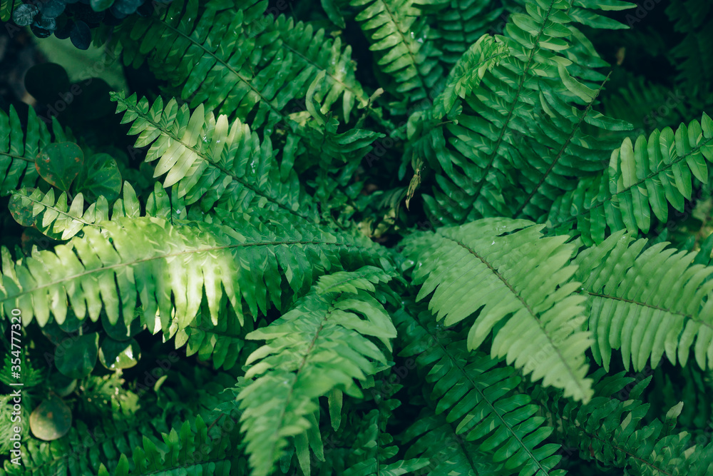 Beautiful ferns leaves green foliage natural floral fern background