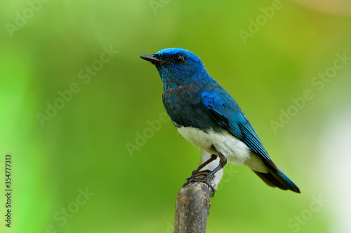 Wide shot of Zappey's flycatcher (Cyanoptila cumatilis) fascinated bright velvet blue bird with white belly perching on wooden branch showing chest feather profile, lovely wild creature