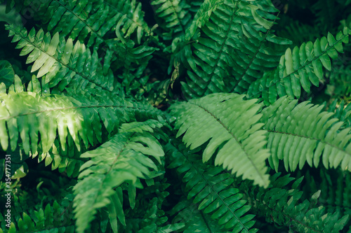 Beautiful ferns leaves green foliage natural floral fern background