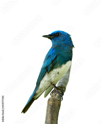Zappey's flycatcher (Cyanoptila cumatilis) amazed bright blue bird with white belly perching on wooden branch isolated on white background, pretty wild bird © prin79