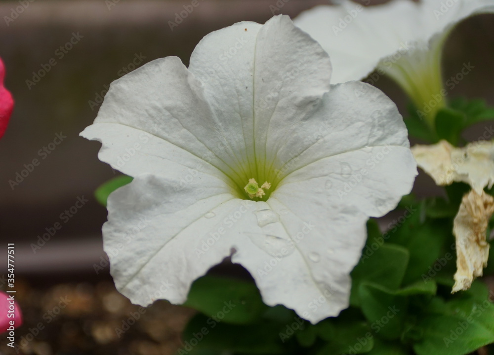 Beautiful white petunia flower at full bloom Beautiful white petunia flower at full bloom